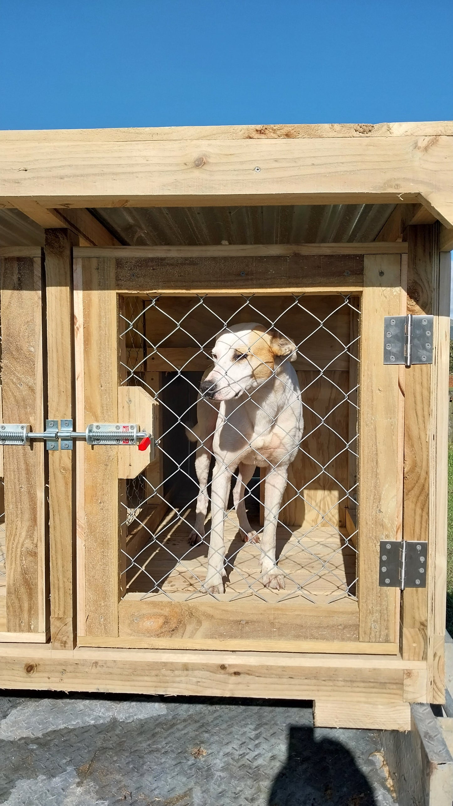 2 Bay Chain-link Kennel