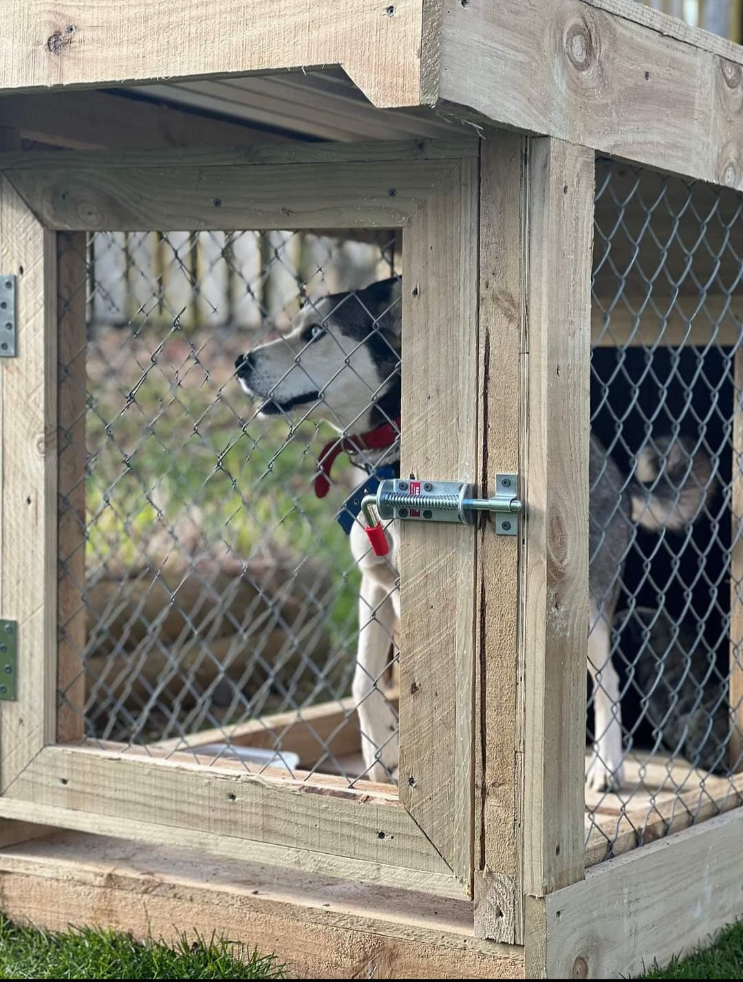 Single Bay Chain-link Kennel