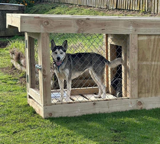 Single Bay Chain-link Kennel